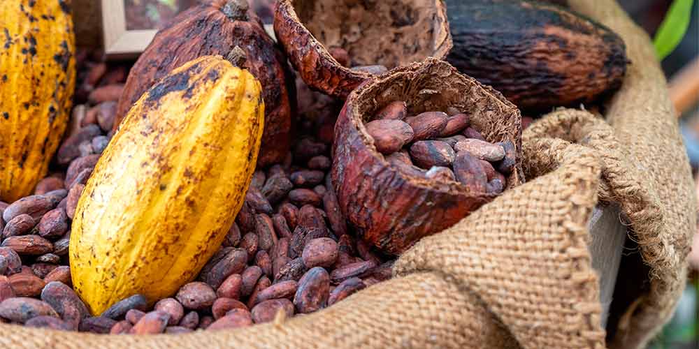 Kakaobohnen in Jutesack