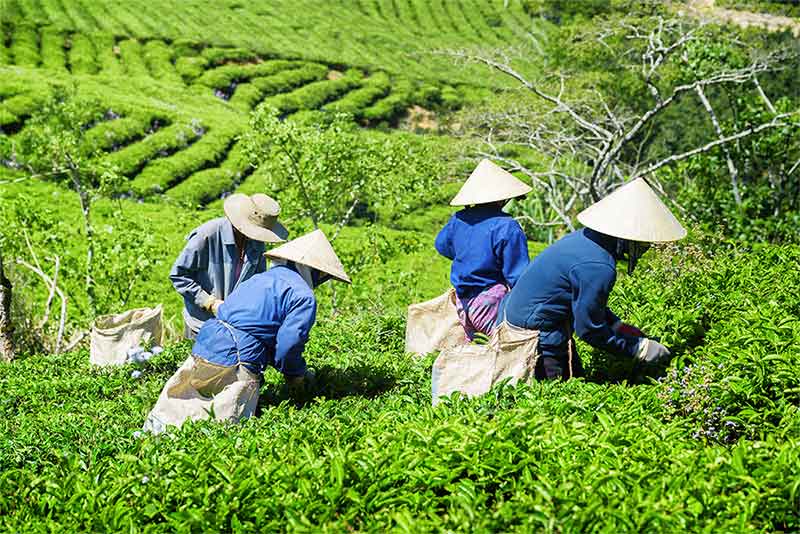 Teepfluecker in Fujian