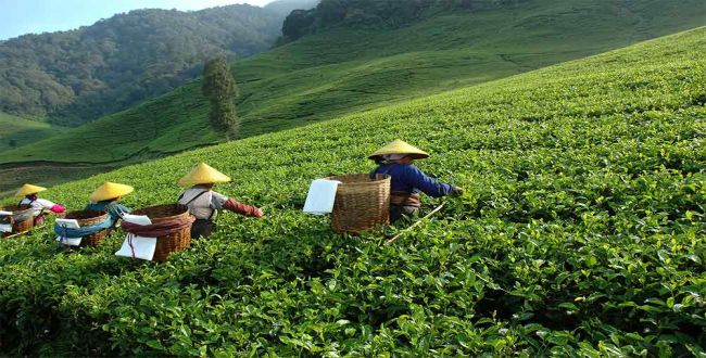 Teepfluecker auf Teeplantage